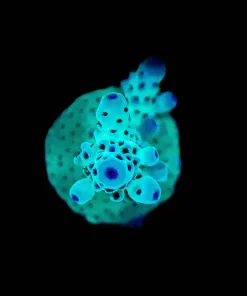 Wysiwyg Major Lazer Acropora Sarmentosa Frag | RARE [F249]