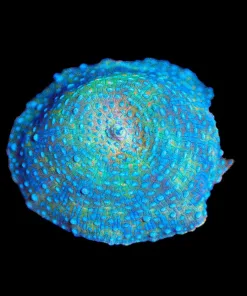 Wysiwyg Time Twiser Discosoma Mushroom | Very Unique Color / Pattern [F25]