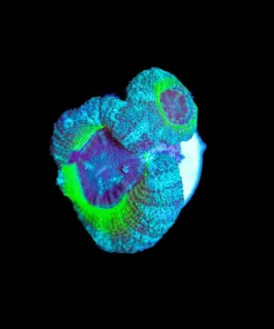 Wysiwyg Donatelloa Acan Frag [F26]