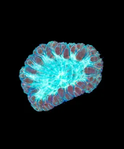 Wysiwyg Blastomussa Frag [F27]