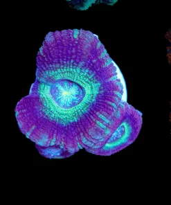 Wysiwyg One Of A Kind Acan Frag [F3]