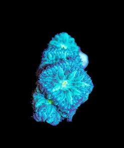 Wysiwyg Blastomussa Frag [F30]