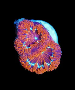 Wysiwyg Blastomussa Frag [F32]