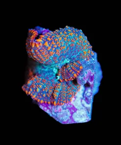 Wysiwyg Rhodactis Mushroom [F33]
