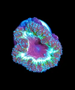 Wysiwyg Blastomussa Frag [F34]