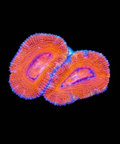 Wysiwyg Cheetoa Acan Frag [F35]