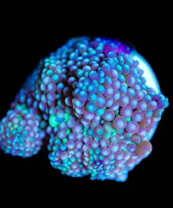 Wysiwyg Ricordea Florida Mushroom [F38]