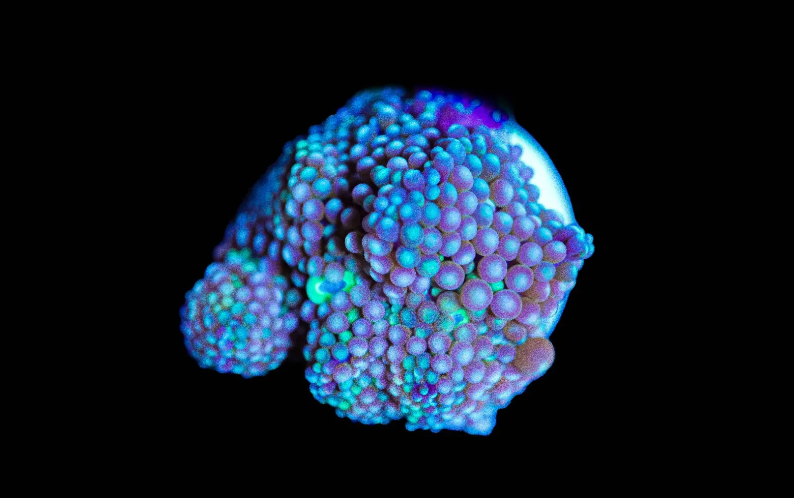 F38