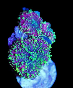 Wysiwyg 2for1 Yuma Frag [F38]