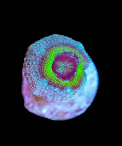 Wysiwyg Donatello Acan [F4]