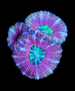 Wysiwyg Large Purple Passion Acan Frag [F42]