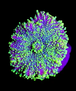 Wysiwyg Yuma Mushroom Frag [F42]