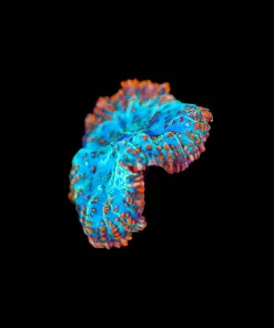Wysiwyg Rhodactis Mushroom [F43]