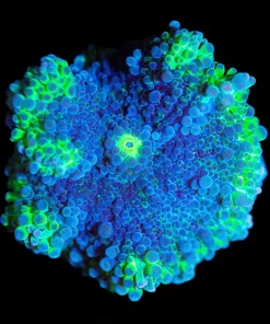 Wysiwyg Massive Yuma Frag [F43] *Free Shipping ! No Minimum Livestock Spend*