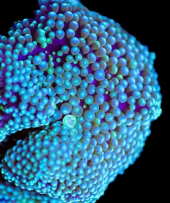Wysiwyg Florida Ricordea Large [F44]