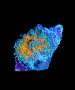 Wysiwyg Yuma Mushroom Coral [F45]