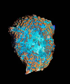 Wysiwyg Rhodactis Mushroom [F46]