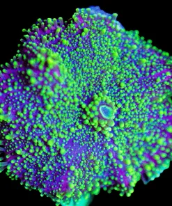 Wysiwyg Massive Greenzilla Yuma Frag [F46] *Free Shipping ! No Minimum Livestock Spend*