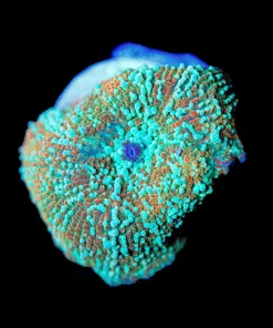 Wysiwyg Mushroom Coral Frag [F49]