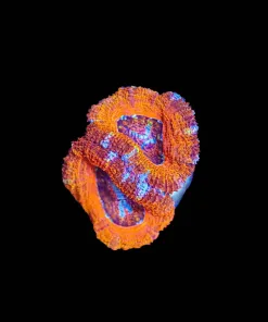 Wysiwyg Orangina Acan [F5]