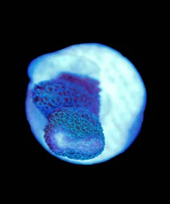 Wysiwyg Blue Digtiata Frag [F5]