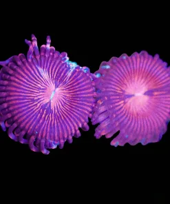 Wysiwyg 2x Champagne Supernova Zoa Frag [F50]