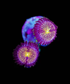 Wysiwyg 2x Nirvava Zoanthid Frag [F51]