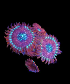 Wysiwyg Salted Agave Frag [F53]