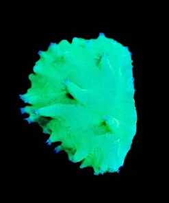 Wysiwyg Neon Green Cabbage Coral Frag [F54]