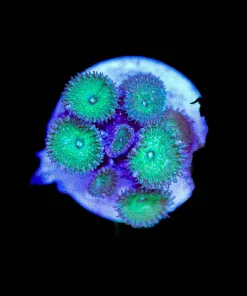Wysiwyg Tiny Zoanthid Frag [F55]