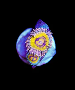 Wysiwyg Chiquita Zoa Frag [F57]