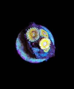 Wysiwyg Chiquita Zoa Frag [F58]