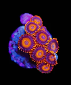 Wysiwyg Orange Oxide Zoa Frag [F59]