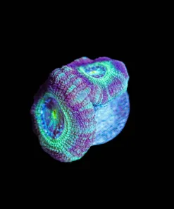 Wysiwyg Mistys Acan [F6]