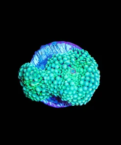 Wysiwyg Ricordea Mushroom [F60] Free Shipping ! $250 Minimum Livestock Spend