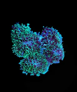 Wysiwyg Pocillipora Frag [F60]