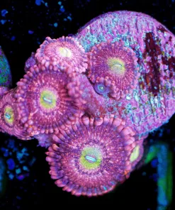 Wysiwyg Tidal Gardens Play Boy Zoa Frag [F61]