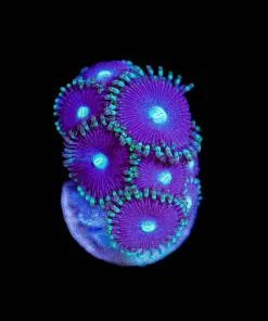 Wysiwyg Beetlejuice Zoanthid Frag [F61]