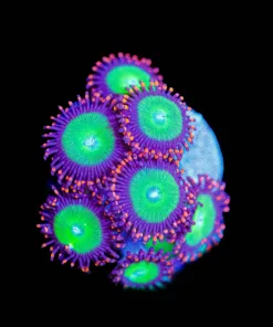 Wysiwyg Candy Apple Zoanthid Frag [F62]