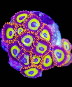 Wysiwyg Fruit Loop Zoa Frag | Lots Of Heads [F63]