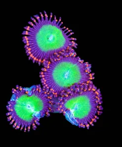 Wysiwyg Candy Apple Zoanthid Frag [F64]