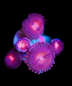 Wysiwyg Champagne Supernova Zoas [F65]