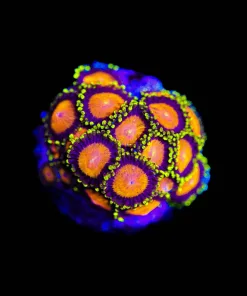 Wysiwyg Yellow Brick Road Zoa Frag [F66]