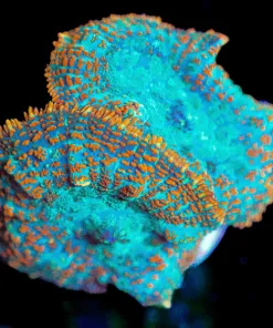 Wysiwyg 2x Crazy Rhodactis Mushroom [F68]