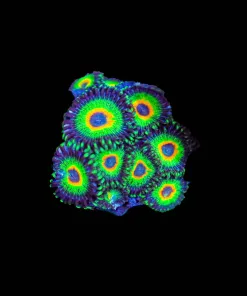 Wysiwyg Ultimate Rasta Zoanthid [F69]