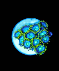 Wysiwyg Unique Zoanthid Frag [F69]