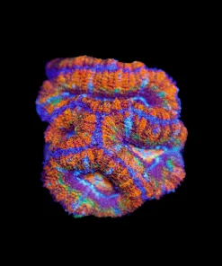 Wysiwyg Tropical Acan Frag [F7]