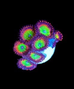 Wysiwyg Ultra Candy Apple Zoa Frag [F71]
