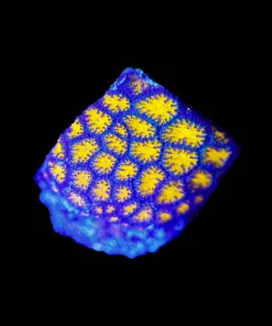 Wysiwyg Honeycomb Lepastrea Frag [F72]