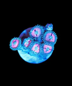 Wysiwyg Small Pink Zoa Frag [F73]
